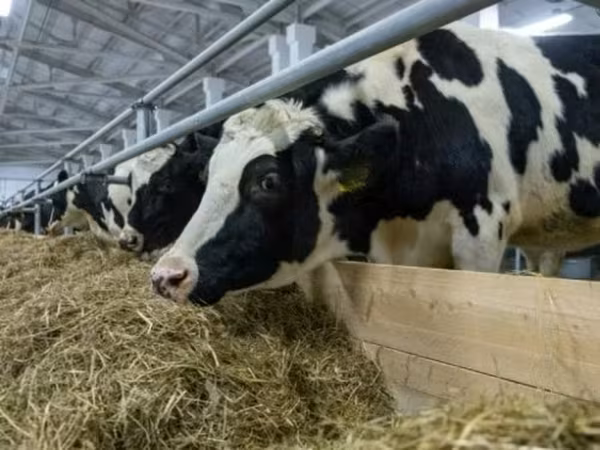 Cow, Russian Black pied cattle