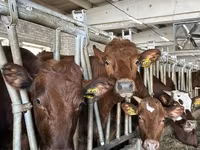 Bull, Holstein breed — photo 2