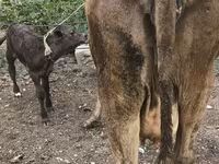 Kuh, Simmental cattle — Foto 4