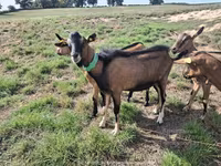 बकरी, Alpine goat — फ़ोटो 1