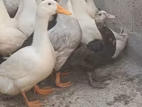 domácí kachna pižmová — foto 4