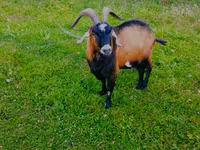 Kozel, Czech Brown Shorthaired goats — foto 2