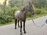 حصان, Brandenburger — الصورة 3