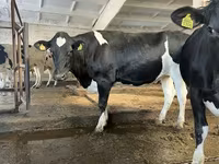 Cow, Red-spotted breed — photo 4