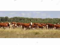 Krava, Simmental cattle — foto 8