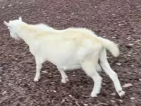 बकरा, Saanen goat — फ़ोटो 3