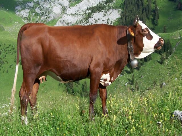 Abondance