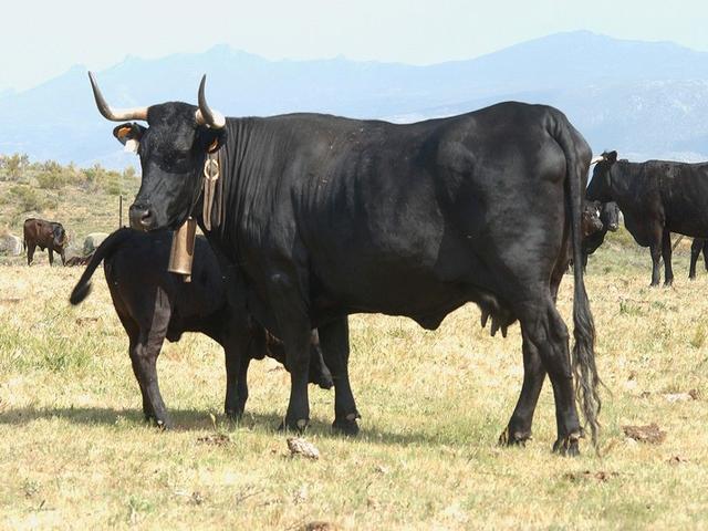 Avilena-negra Iberica