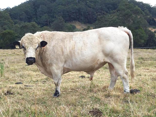 British White Cow