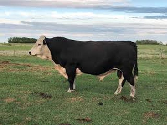 Hay-converter cow