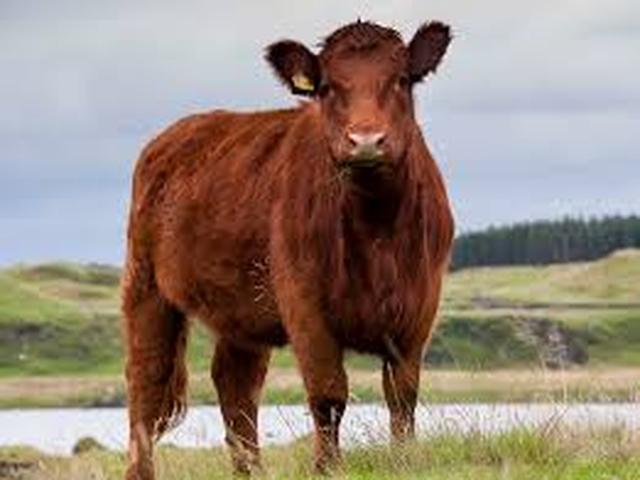 Luing cow