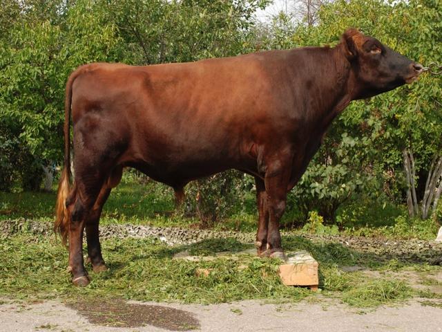 Red Gorbatov Cow