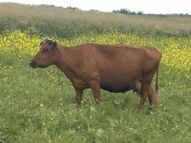 Red Lithuanian cow