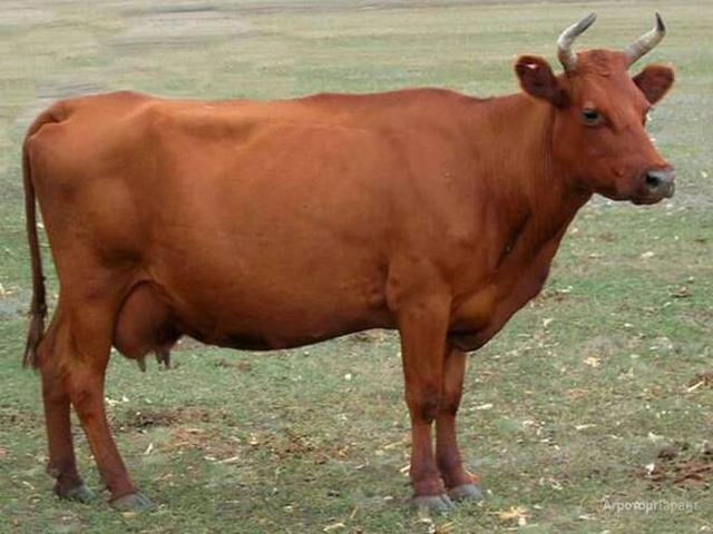 Red Steppe Cow