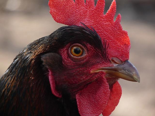 Barnevelder