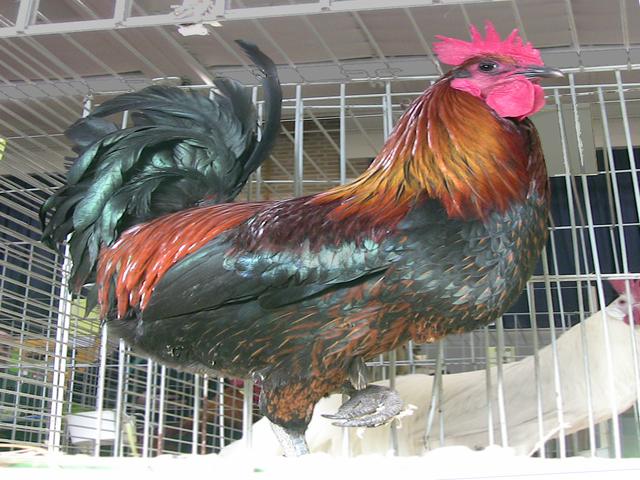دنیزلی