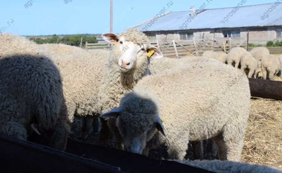 Kuibyshev sheep
