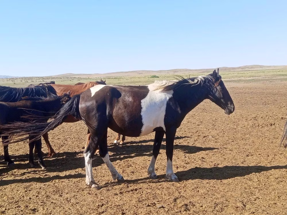 Pinto horses