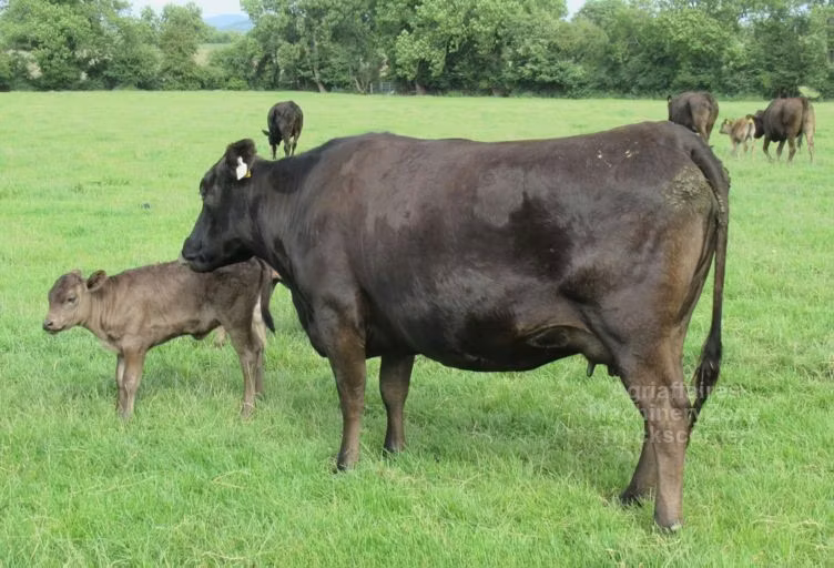 Wagyu