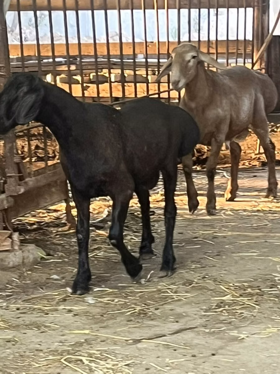 Rhon sheep