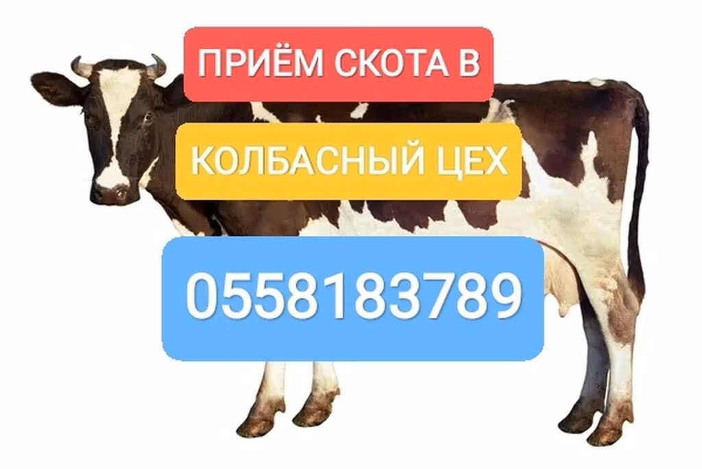 Holstein-race