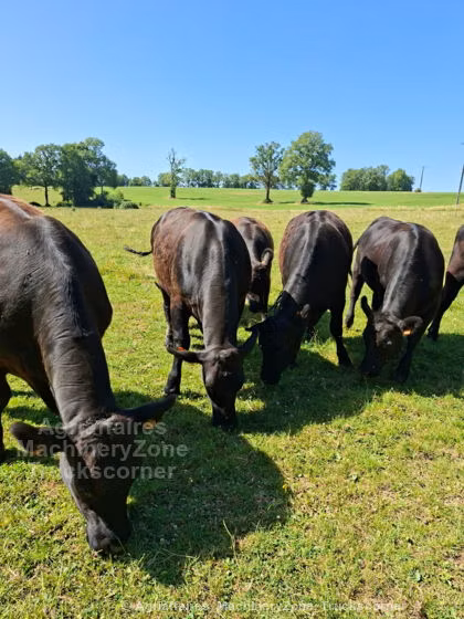 Aberdeen-Angus