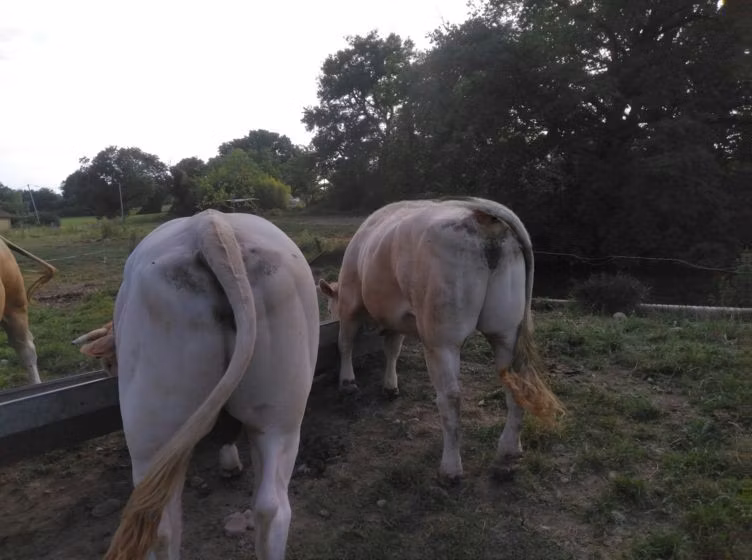 Blonde d’Aquitane cattle