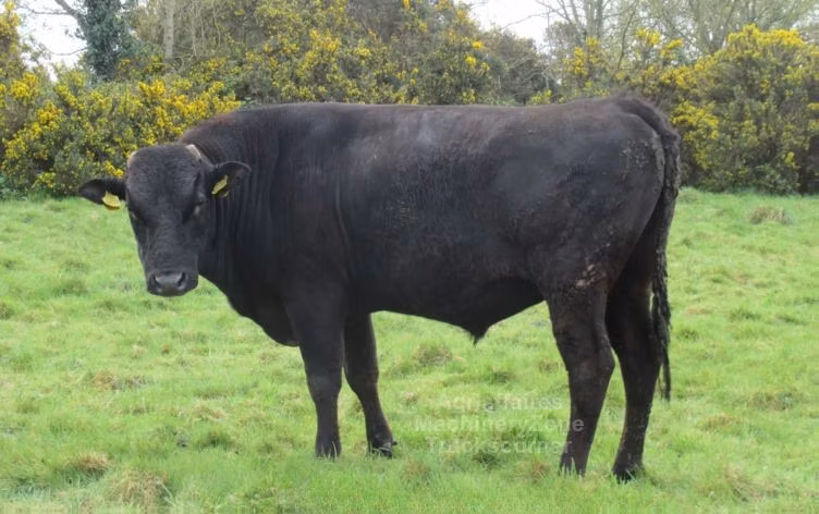 Wagyu