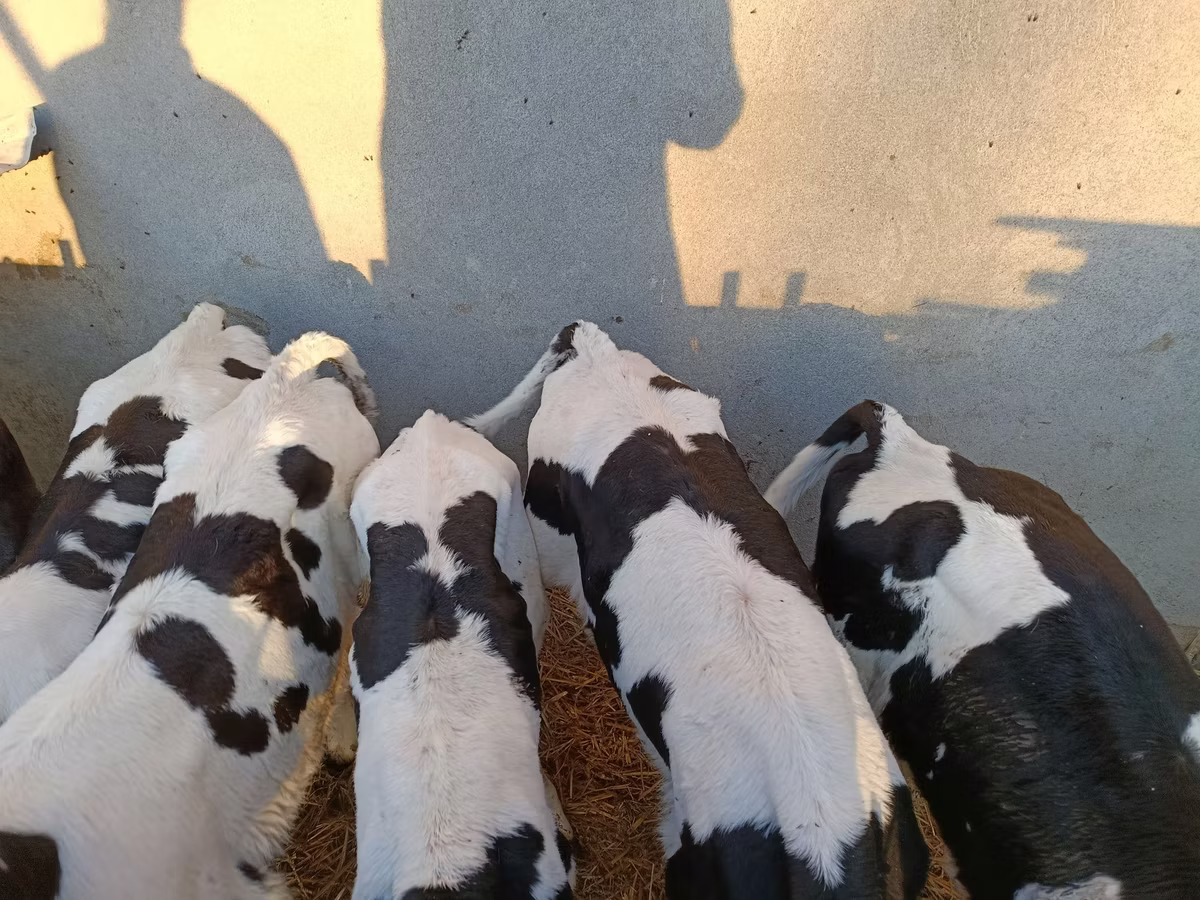 Holstein breed