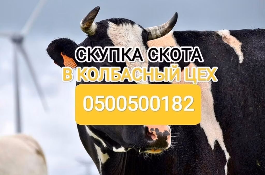 Holstein-race
