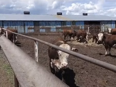 Kazakh White-headed cow