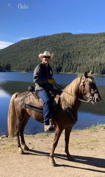 Rocky Mountain Horse