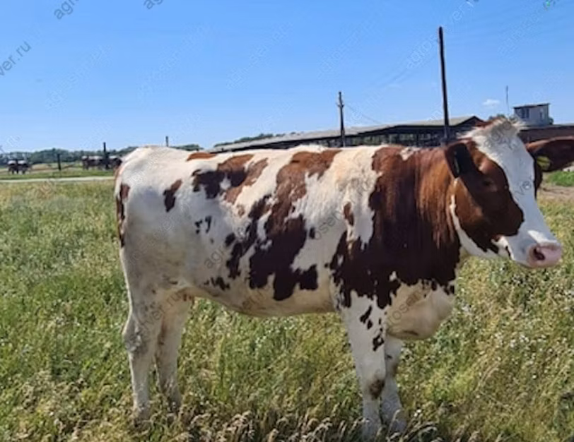 Dánská červená kráva