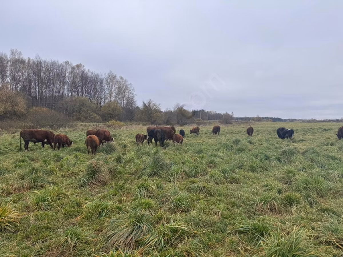 Bukovinian factory type of red-spotted Ukrainian cow