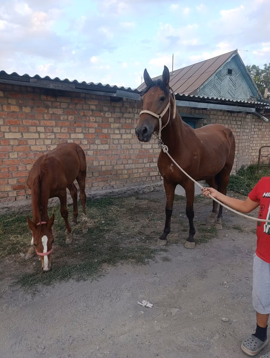 Thoroughbred horse