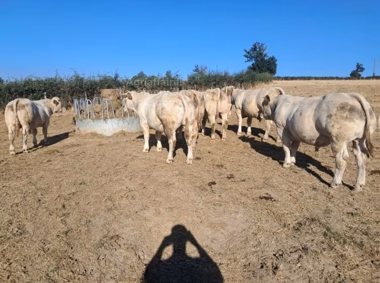 Cast cow