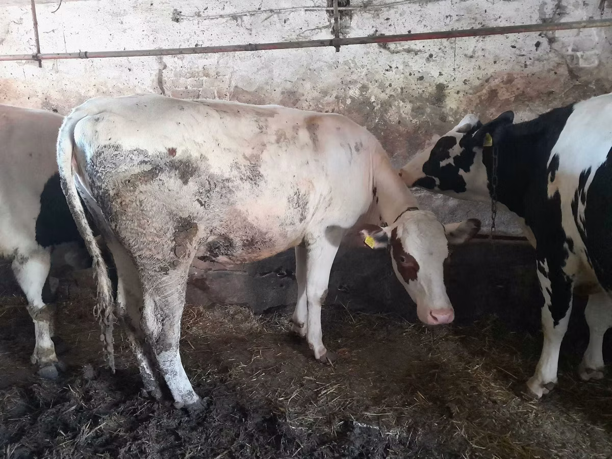 Holstein breed