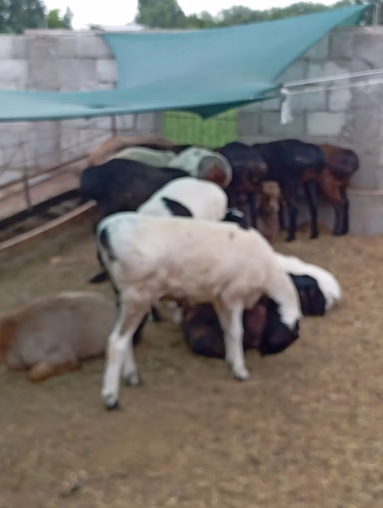 Hissar sheep