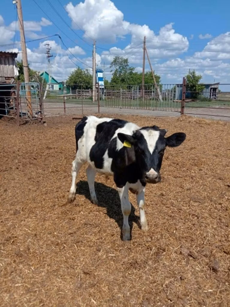 Russian Black pied cattle