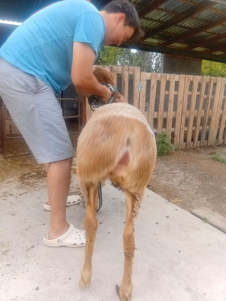 Arashan sheep