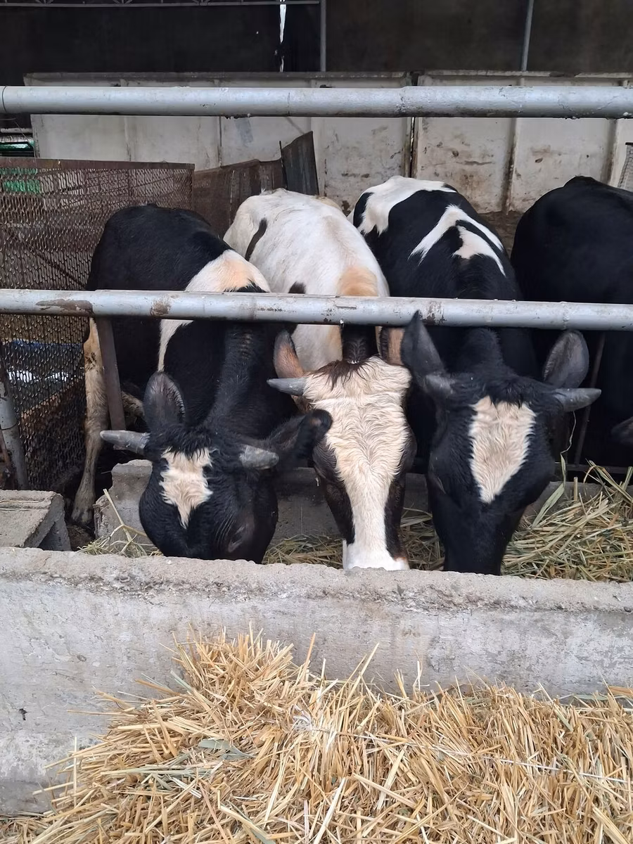 Swiss cattle