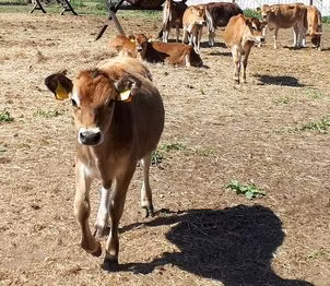 Jersey zotasi