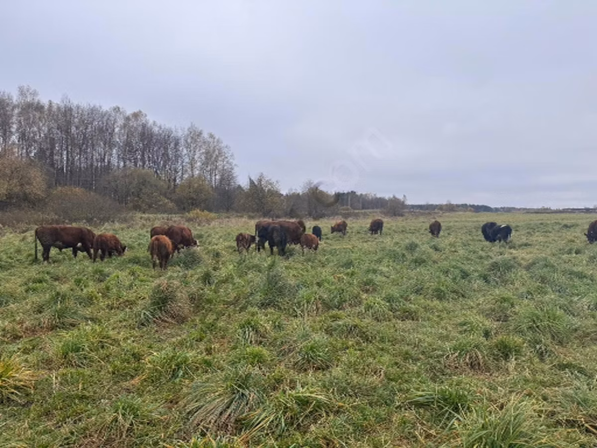 Tipo de fábrica de Bukovina de la vaca ucraniana roja y moteada.