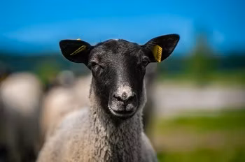 Romanov sheep