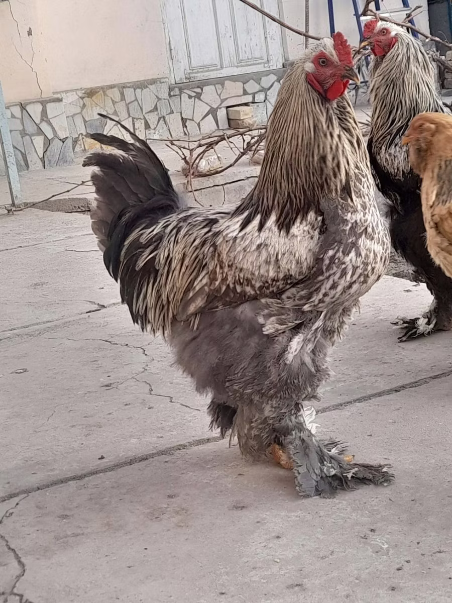Brahma