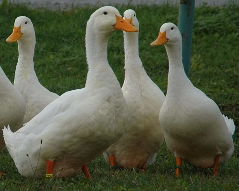 Americký pekinský