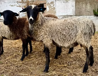 Romanov sheep