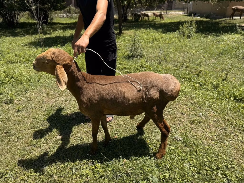 Rhon sheep