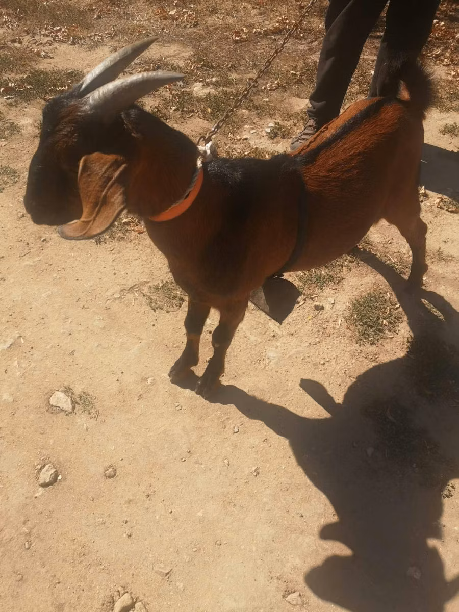 Nubian Goat