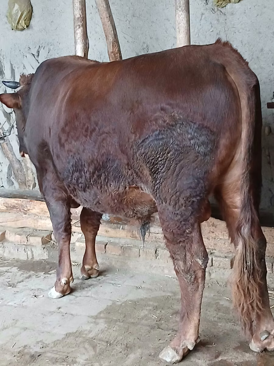 Vaca de estepa roja